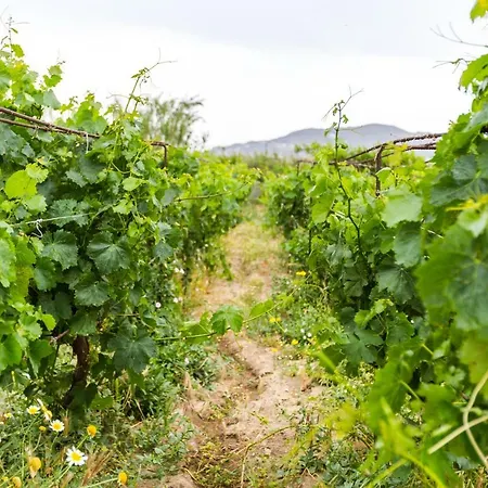 Naxos Cozy Vineyard Naxos City