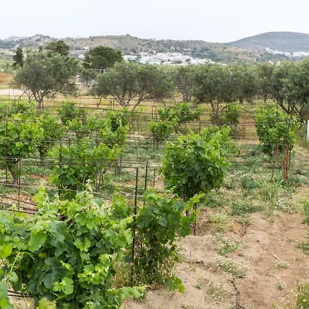 Naxos Cozy Vineyard *